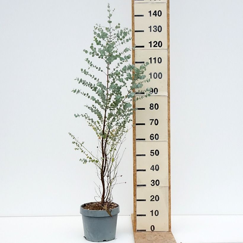 Eucalyptus gunnii Azura 6L/7L pot sample as delivered in summer