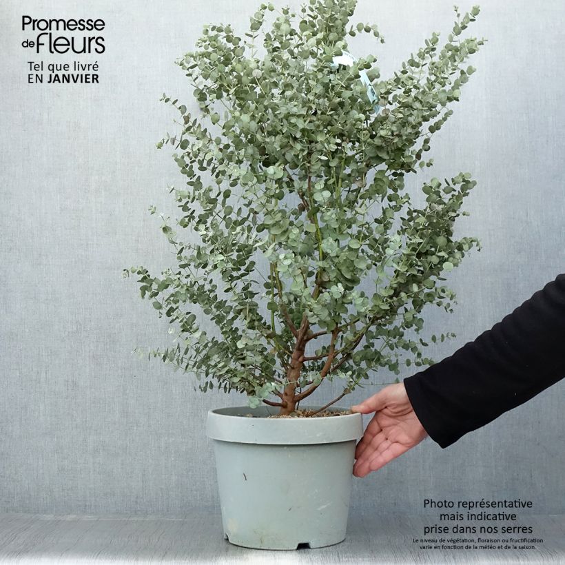 Eucalyptus gunnii Azura 6L/7L pot sample as delivered in winter