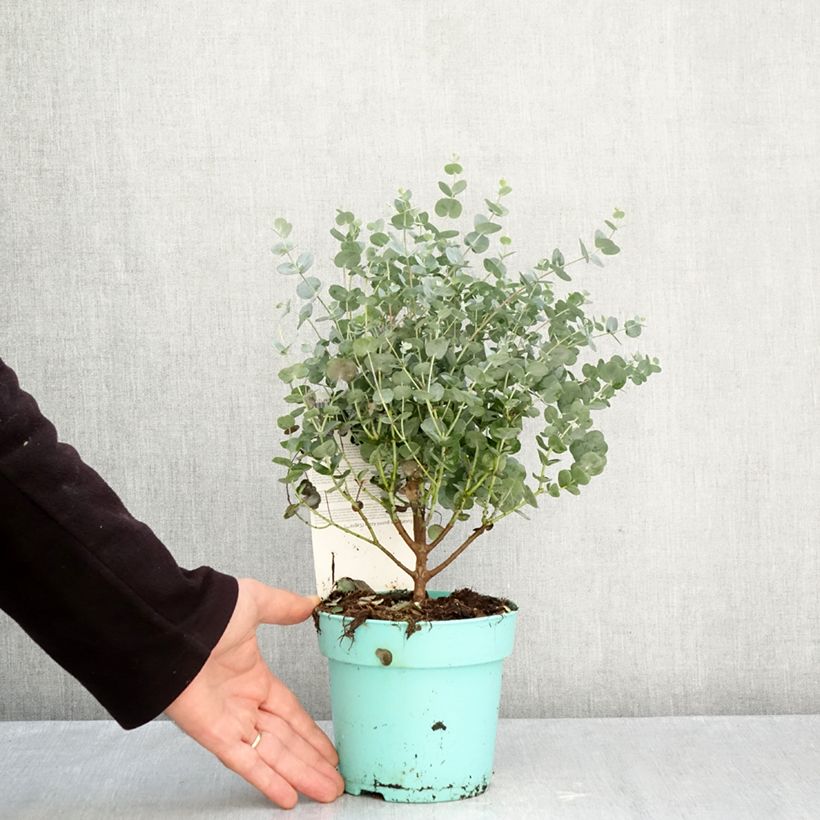 Eucalyptus gunnii Azura 1.5L/2L pot sample as delivered in autumn