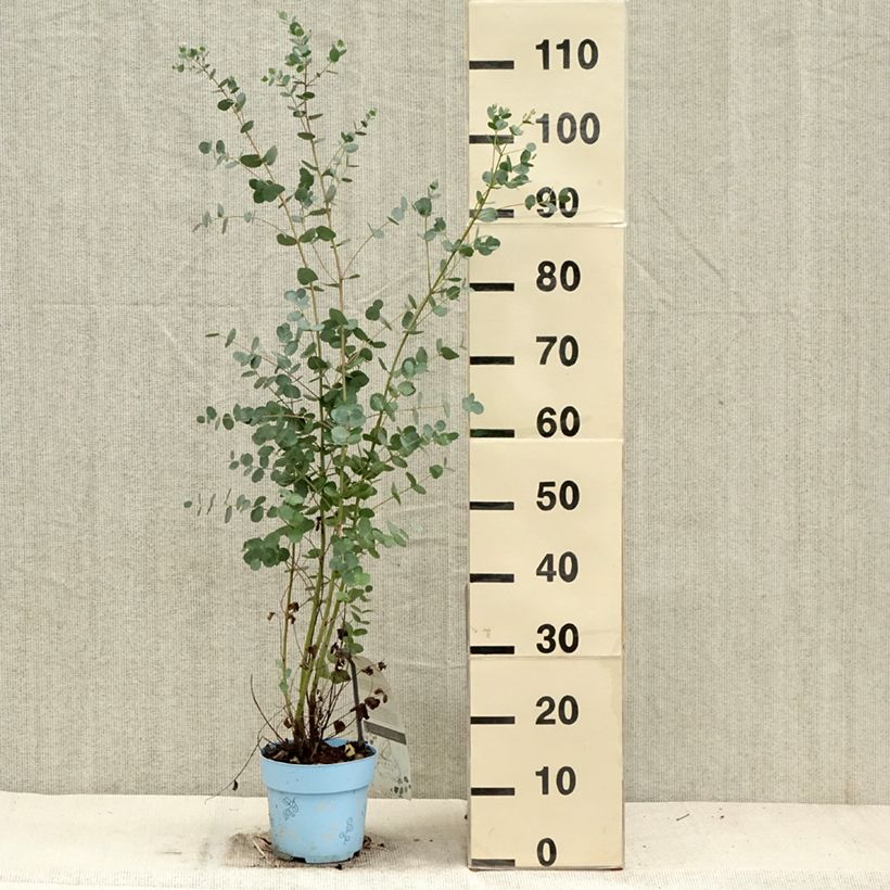 Eucalyptus gunnii Blaue Liebe 2L/3L pot sample as delivered in autumn