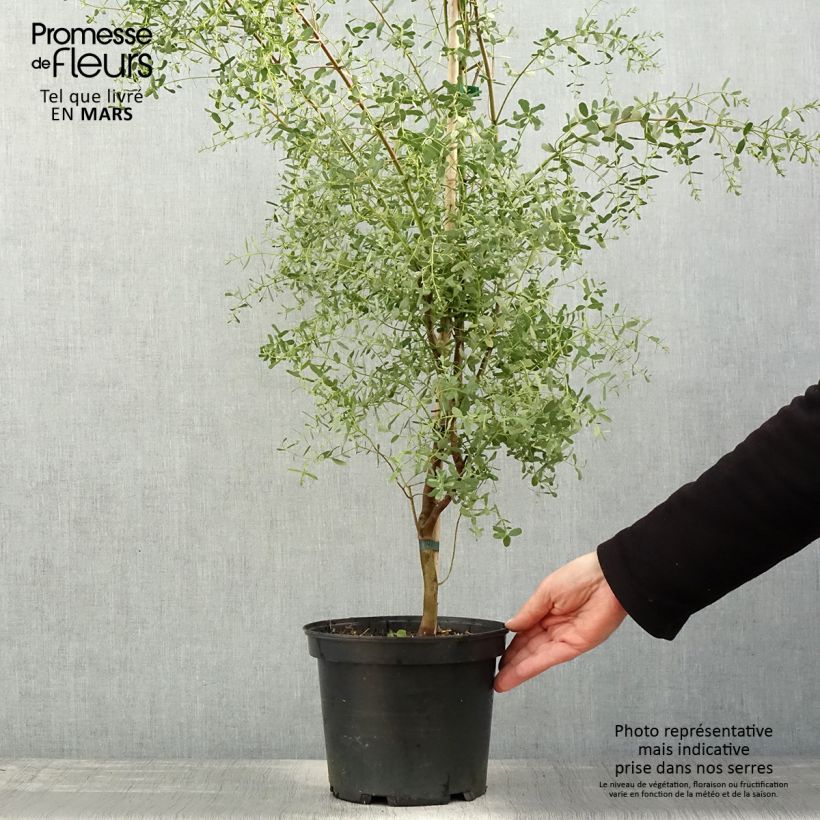 Eucalyptus gunnii France Bleu Rengun - Cider gum 3L/4L pot sample as delivered in spring