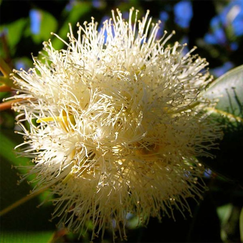 Eucalyptus gunnii France Bleu Rengun - Cider gum (Flowering)