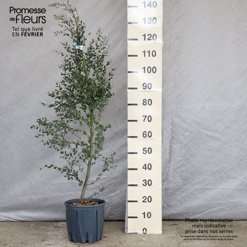 Eucalyptus gunnii France Bleu Rengun - Cider gum 7.5L/10L pot sample as delivered in winter