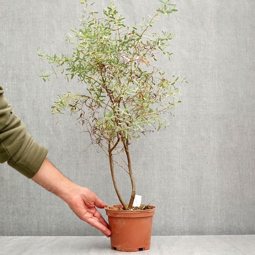 Eucalyptus gunnii France Bleu Rengun - Cider gum 1.5L/2L pot sample as delivered in autumn