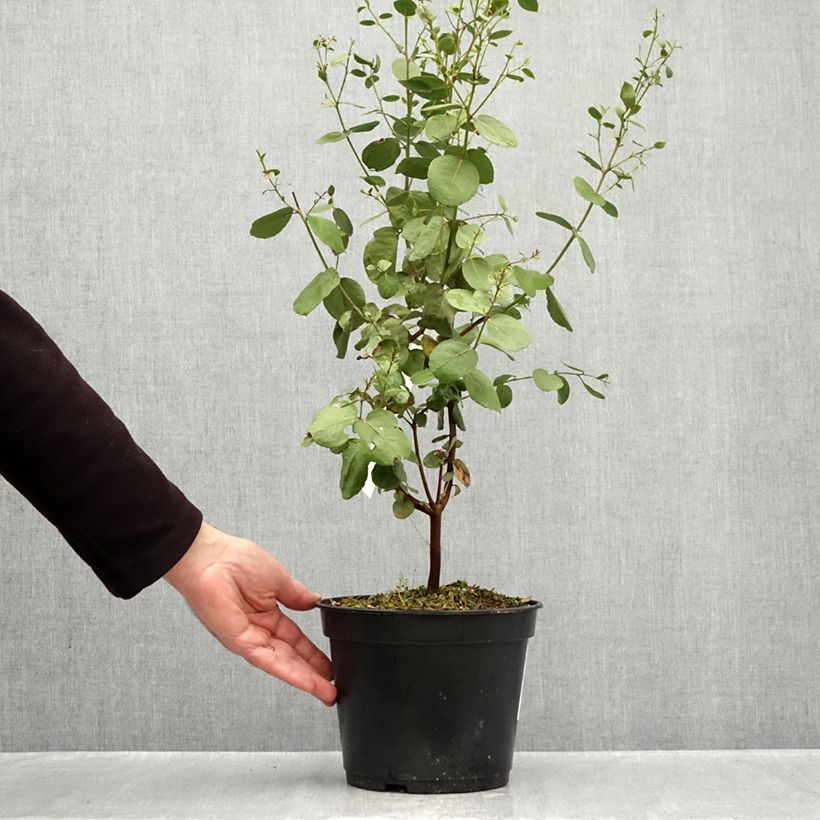 Eucalyptus johnstonii 4L/5L pot sample as delivered in autumn