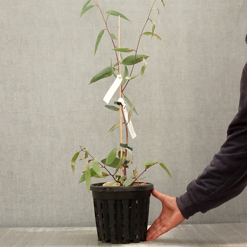 Eucalyptus lacrimans 4L/5L pot sample as delivered in autumn