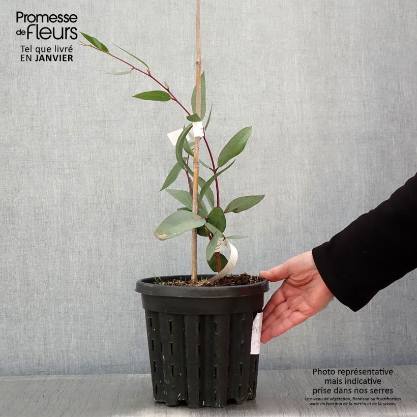 Eucalyptus lacrimans 4L/5L pot sample as delivered in winter