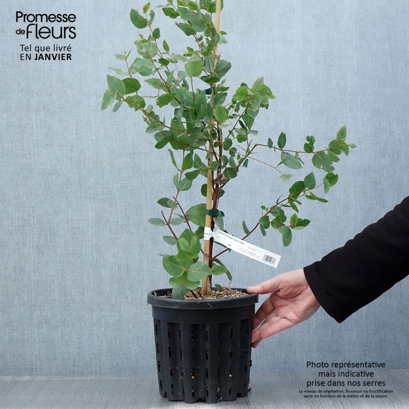 Eucalyptus leucoxylon Rosea 4L/5L pot sample as delivered in winter