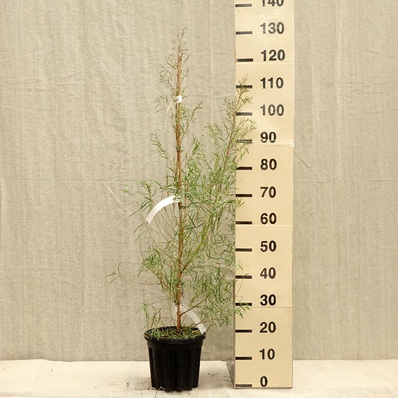 Eucalyptus nicholii 4L/5L pot sample as delivered in autumn