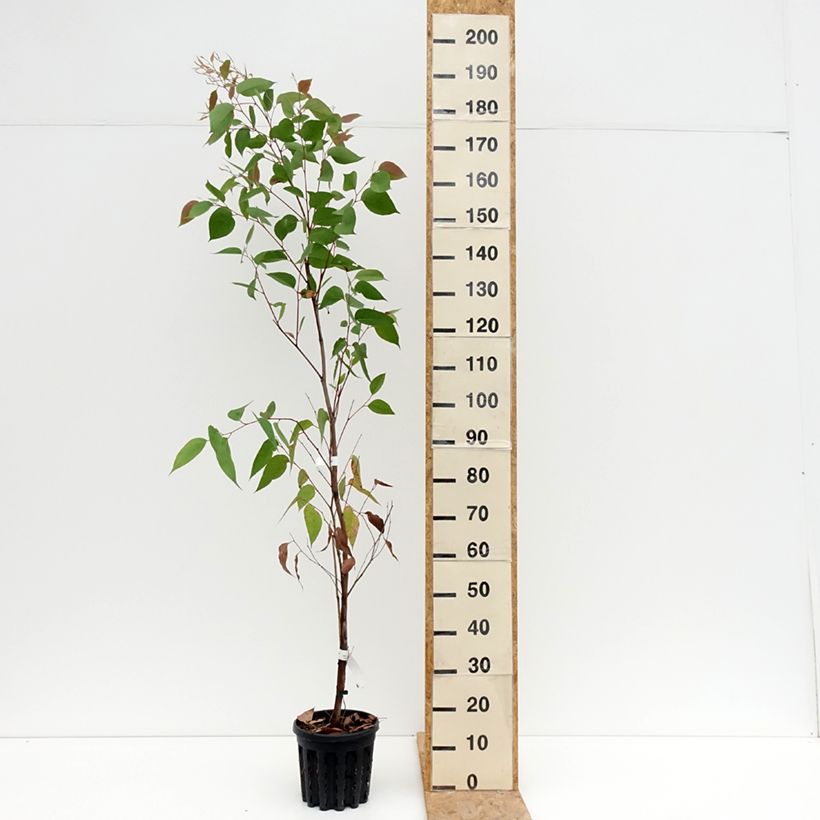 Eucalyptus obliqua 4L/5L pot sample as delivered in summer