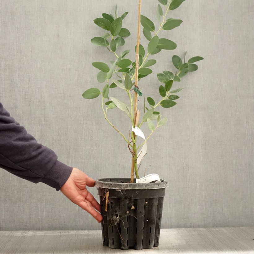 Eucalyptus pauciflora subsp. niphophila Mt Bogong 4L/5L pot sample as delivered in autumn