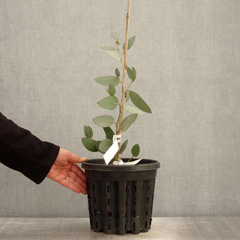 Eucalyptus pauciflora subsp. niphophila Mt Bogong 4L/5L pot sample as delivered in spring