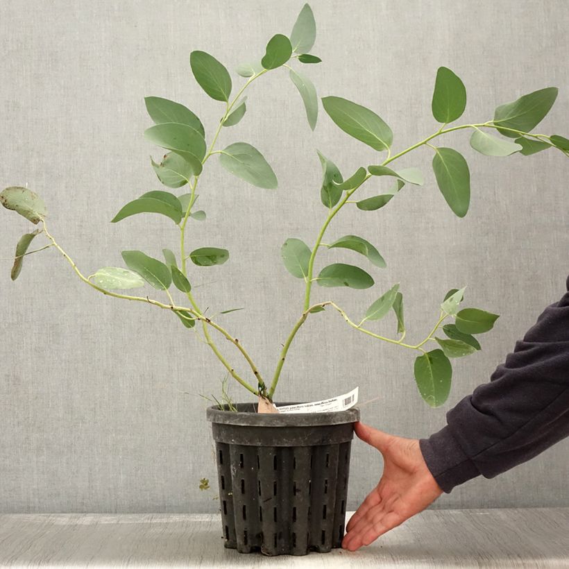 Eucalyptus pauciflora subsp. pauciflora Buffalo 4L/5L pot sample as delivered in autumn