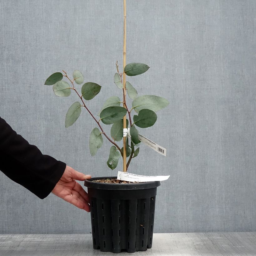 Eucalyptus pauciflora subsp. pauciflora Buffalo 4L/5L pot sample as delivered in spring