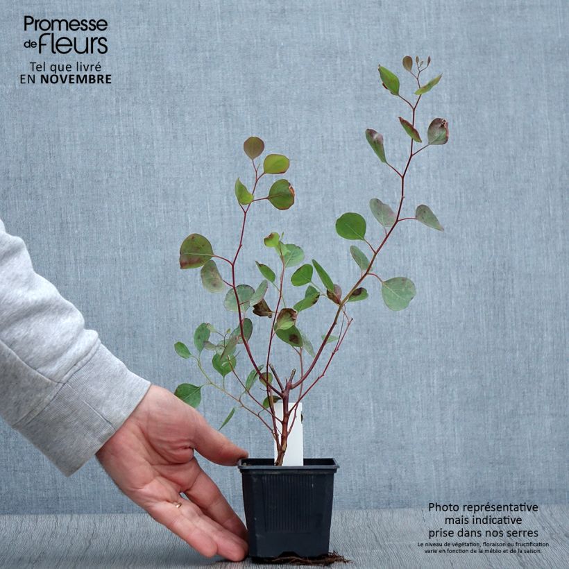 Eucalyptus polyanthemos 8/9 cm pot sample as delivered in autumn