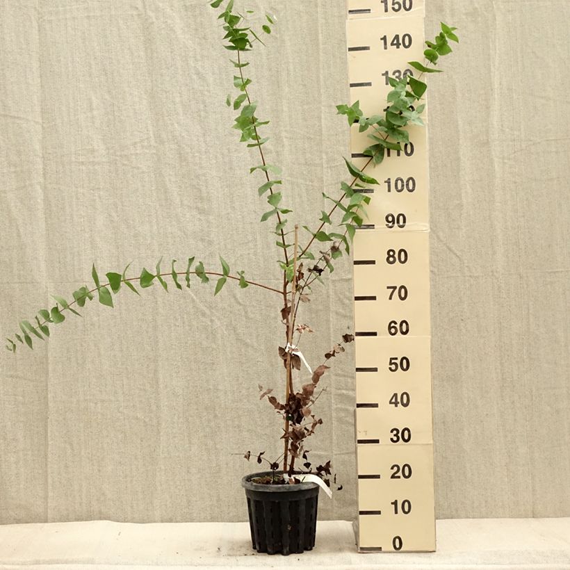 Eucalyptus risdonii 4L/5L pot sample as delivered in autumn