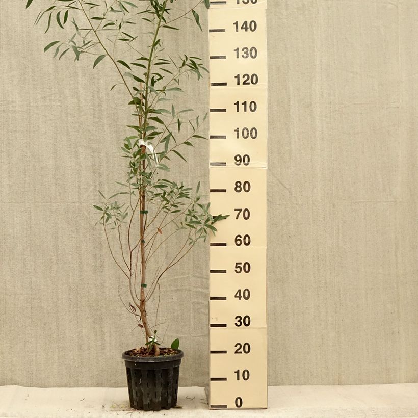 Eucalyptus rodwayi 4L/5L pot sample as delivered in autumn
