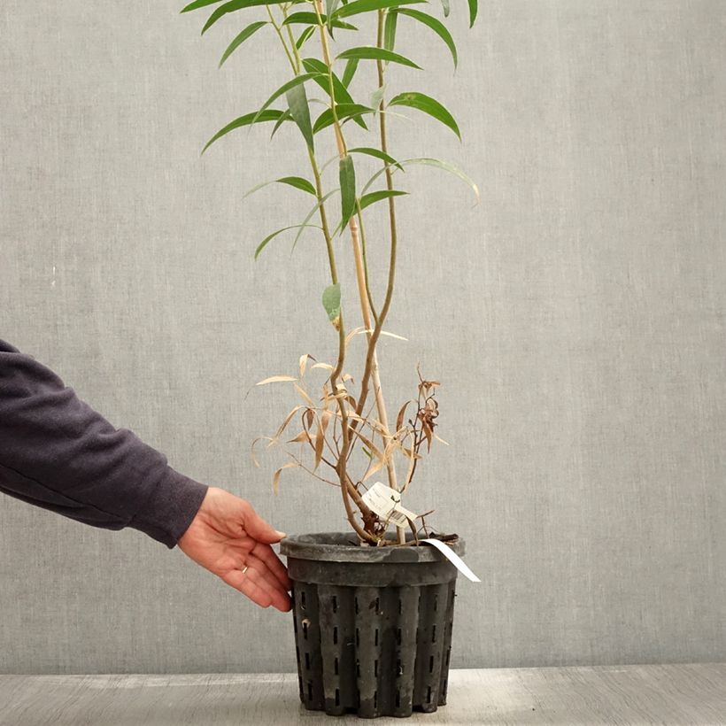 Eucalyptus stricta 4L/5L pot sample as delivered in autumn