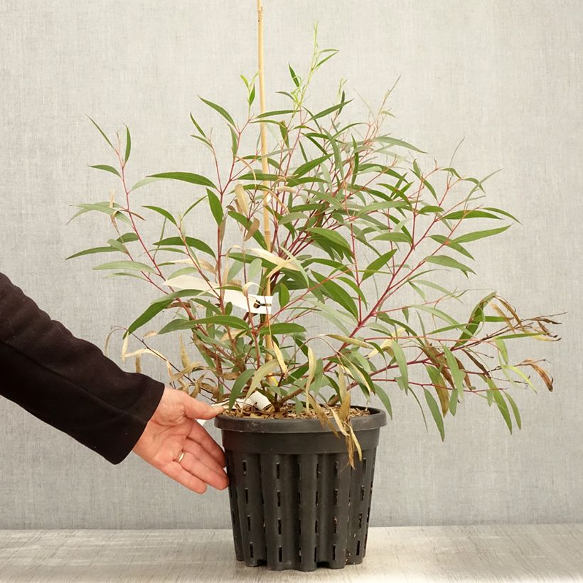 Eucalyptus stricta 4L/5L pot sample as delivered in spring