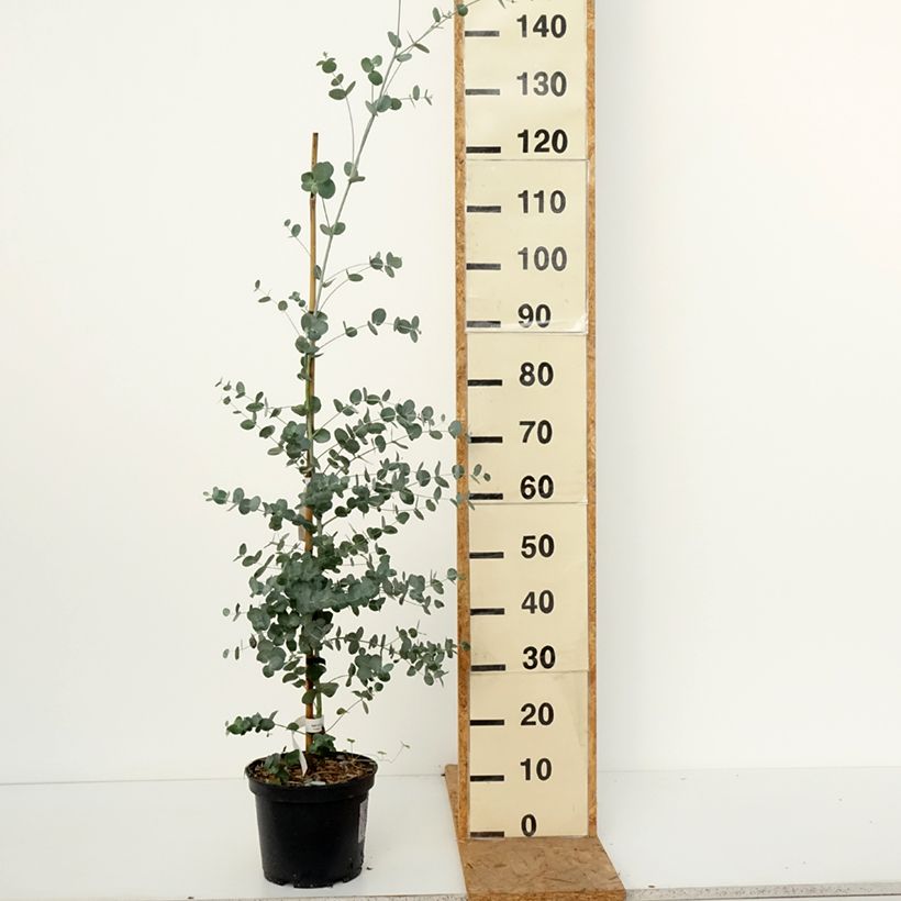 Eucalyptus urnigera 4L/5L pot sample as delivered in autumn
