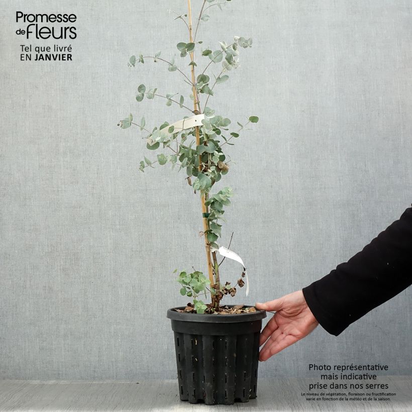 Eucalyptus urnigera 4L/5L pot sample as delivered in winter