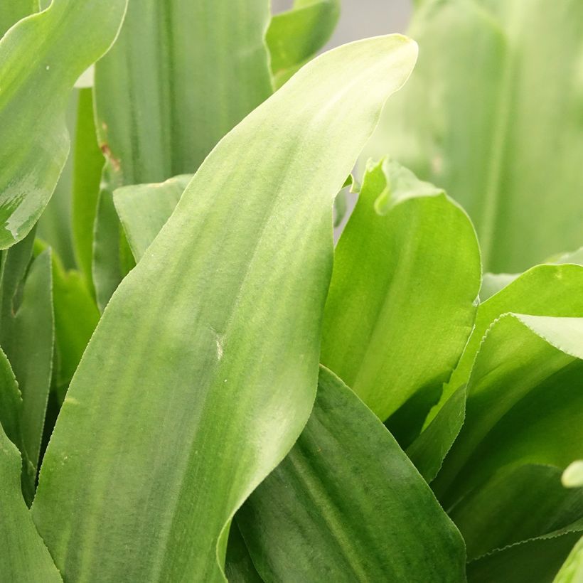 Eucomis autumnalis - Pineapple flower (Foliage)