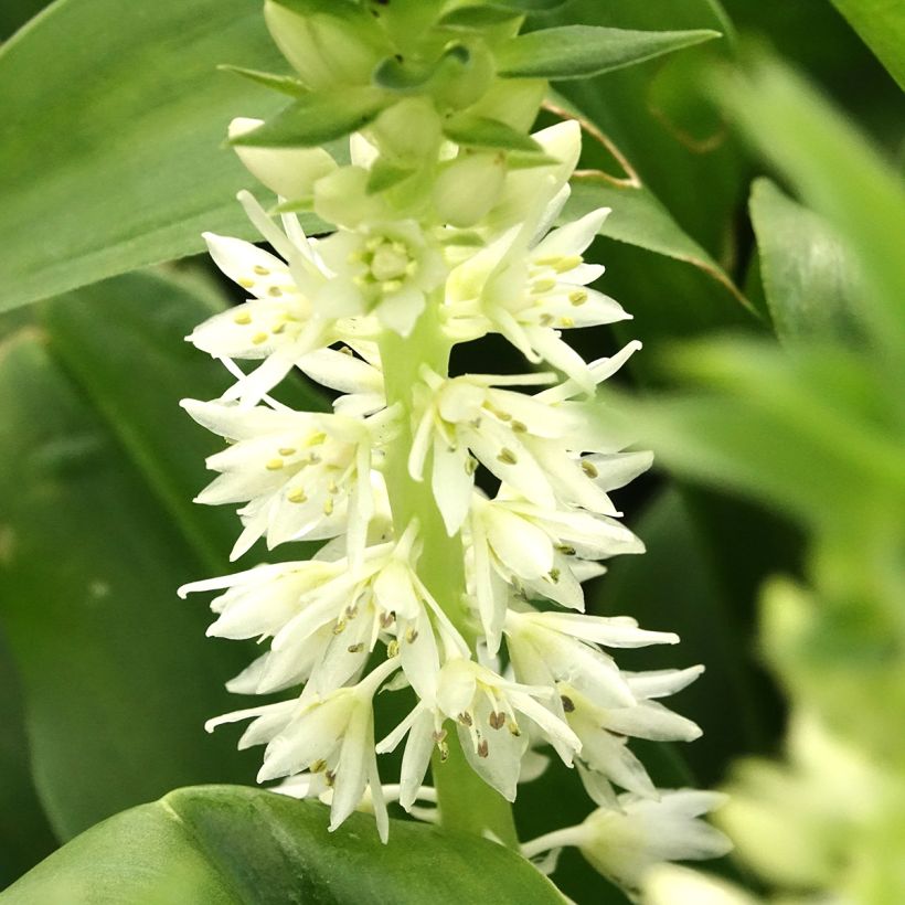 Eucomis autumnalis - Pineapple flower (Flowering)