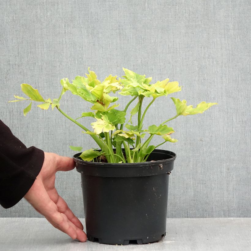 Eucomis comosa Can Can - Pineapple flower 3L/4L pot size 18/20 sample as delivered in autumn