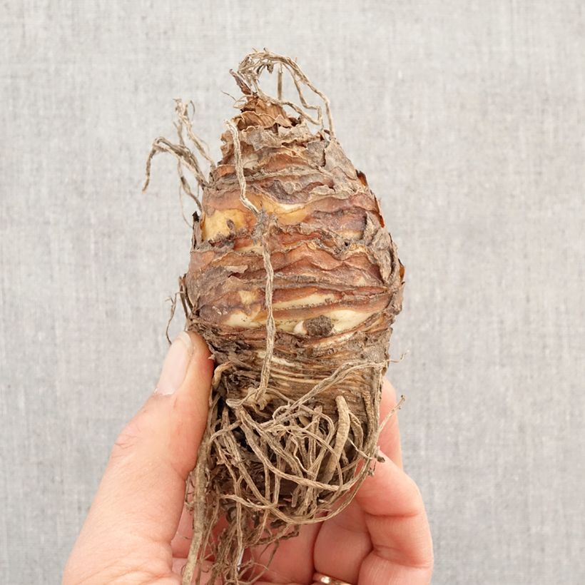 Eucomis comosa Indian Summer - Pineapple lily Bulb size 18/20 sample as delivered in spring