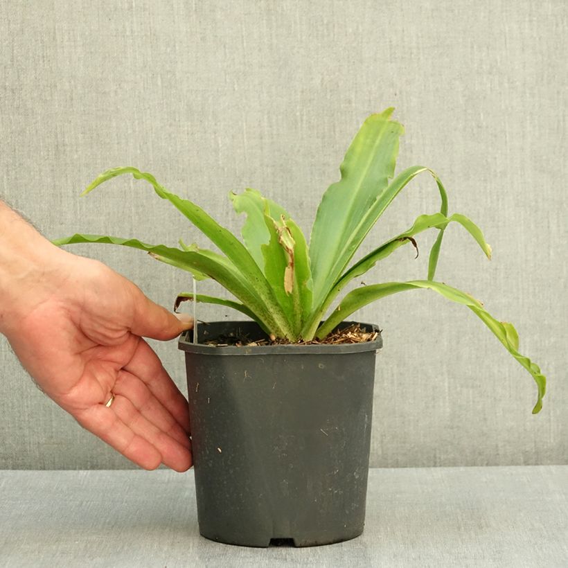 Eucomis comosa Johannesburg - Pineapple lily 1L/1.5L pot size 18/20 sample as delivered in summer
