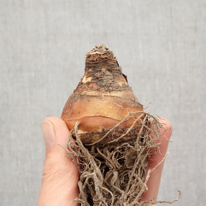Eucomis comosa Sparkling Burgundy - Pineapple flower Bulb size 16 sample as delivered in spring