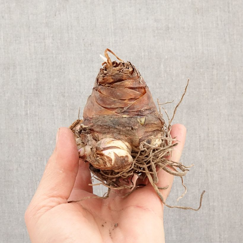 Eucomis wandermerwei Freckles - Pineapple flower Bulb size 18+ sample as delivered in spring