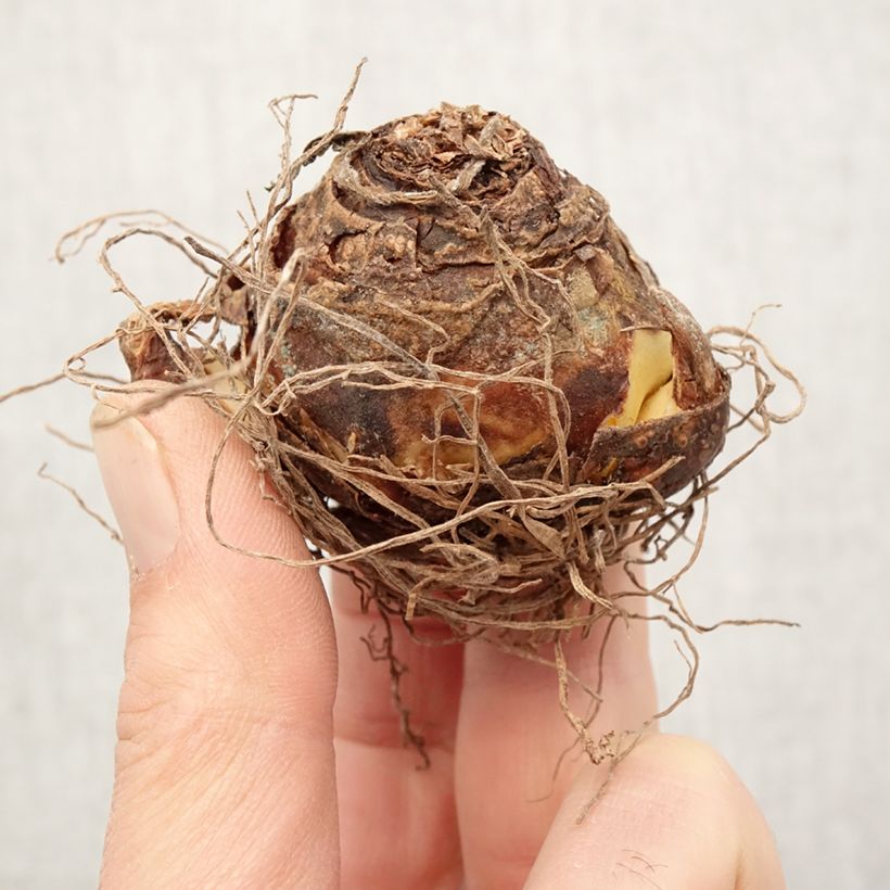 Eucomis vandermerwei - Pineapple flower Bulb size 12+ sample as delivered in spring