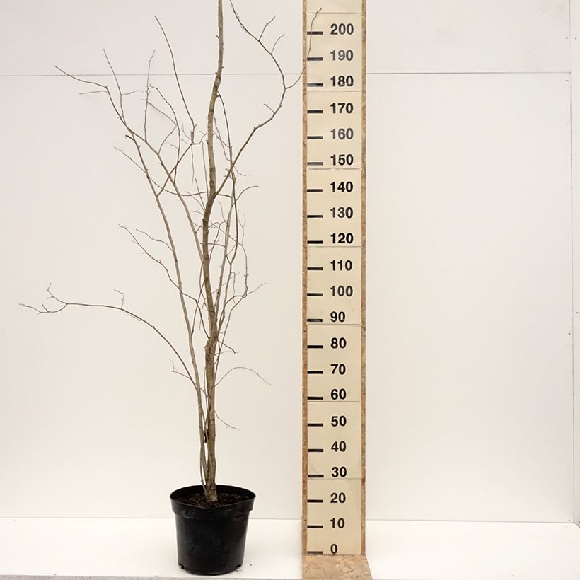 Eucommia ulmoides - Hardy Rubber Tree 7.5L/10L pot sample as delivered in winter