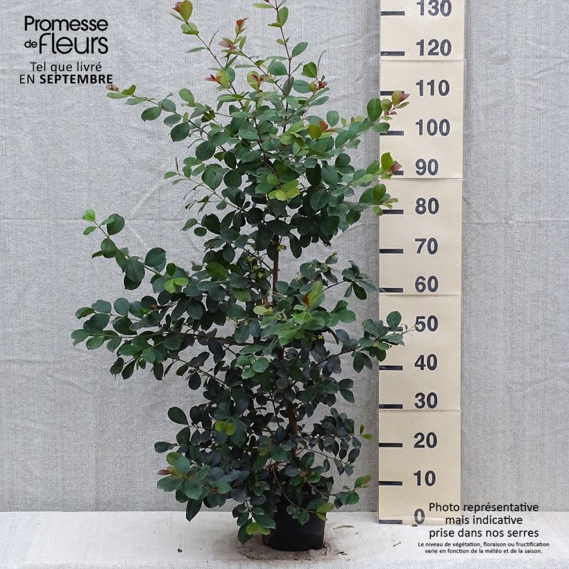 Eugenia uniflora Etna Fire 3L/4L pot sample as delivered in autumn
