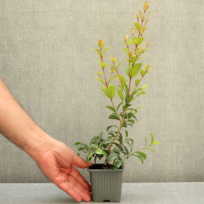 Eugenia myrtifolia New Port 8/9 cm pot sample as delivered in autumn