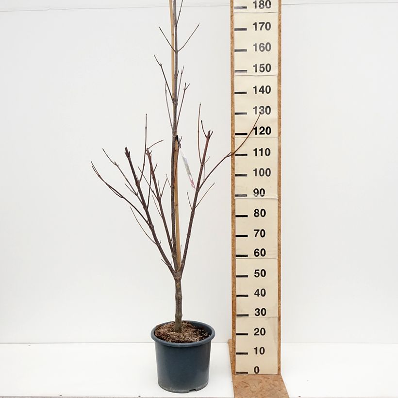 Euodia danielii - Arbre à miel Pot de 12L/15L, Baliveau sample as delivered in autumn