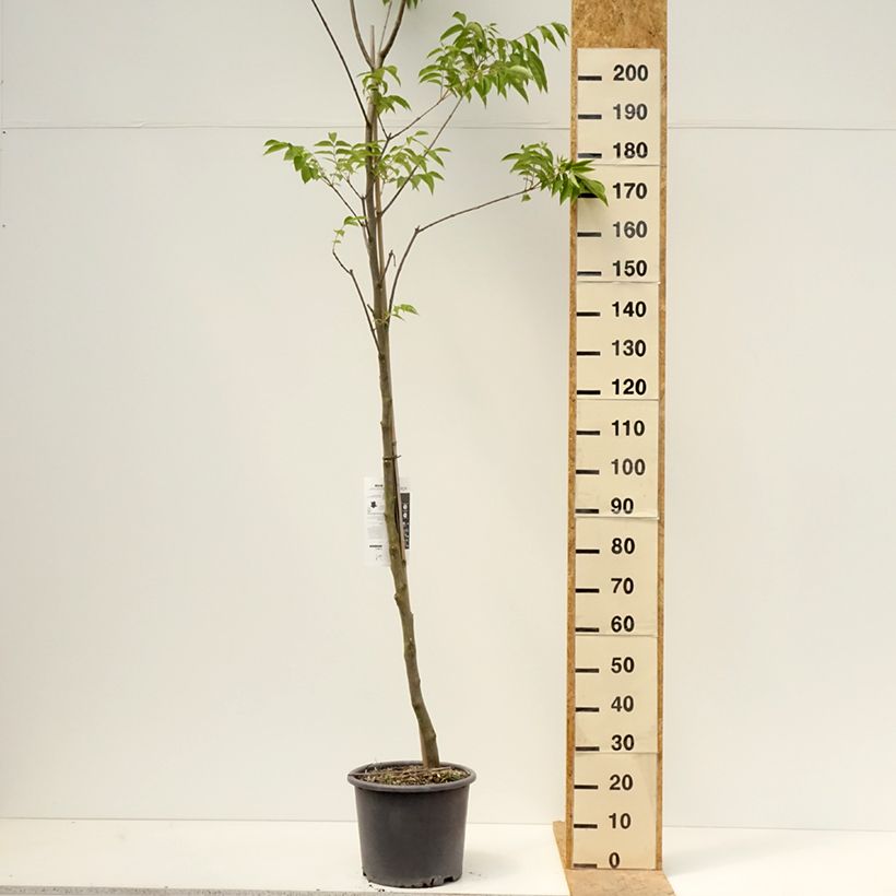 Tetradium daniellii 7.5L/10L pot sample as delivered in spring