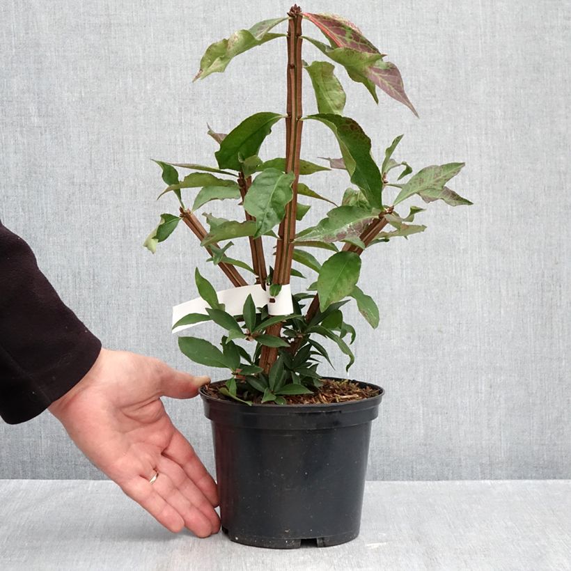 Euonymus alatus Blade Runner 2L/3L pot sample as delivered in autumn