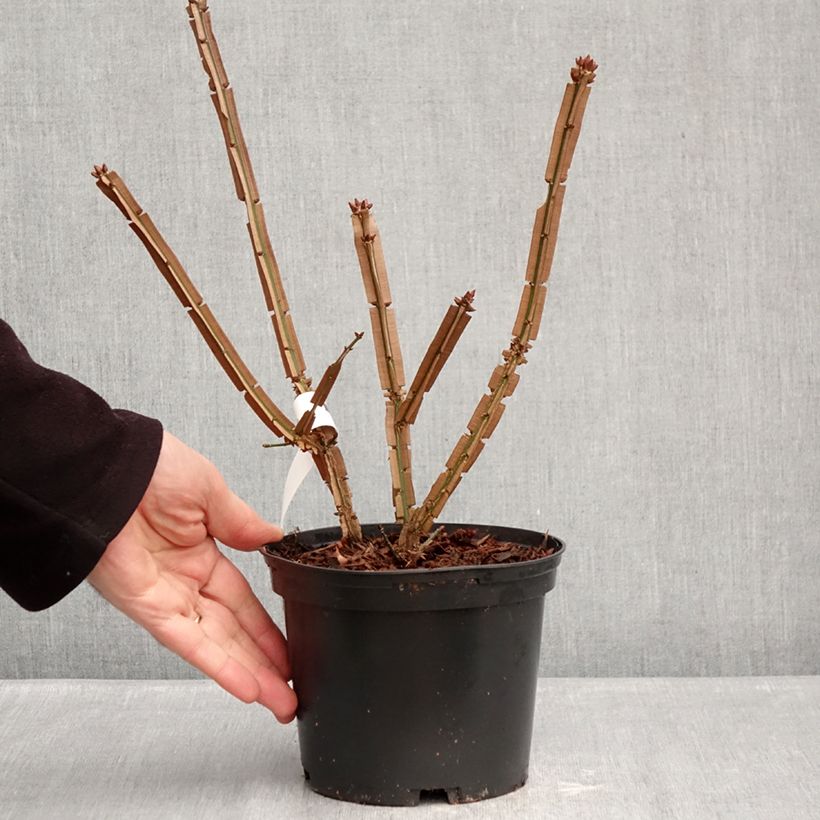 Euonymus alatus Blade Runner 2L/3L pot sample as delivered in winter