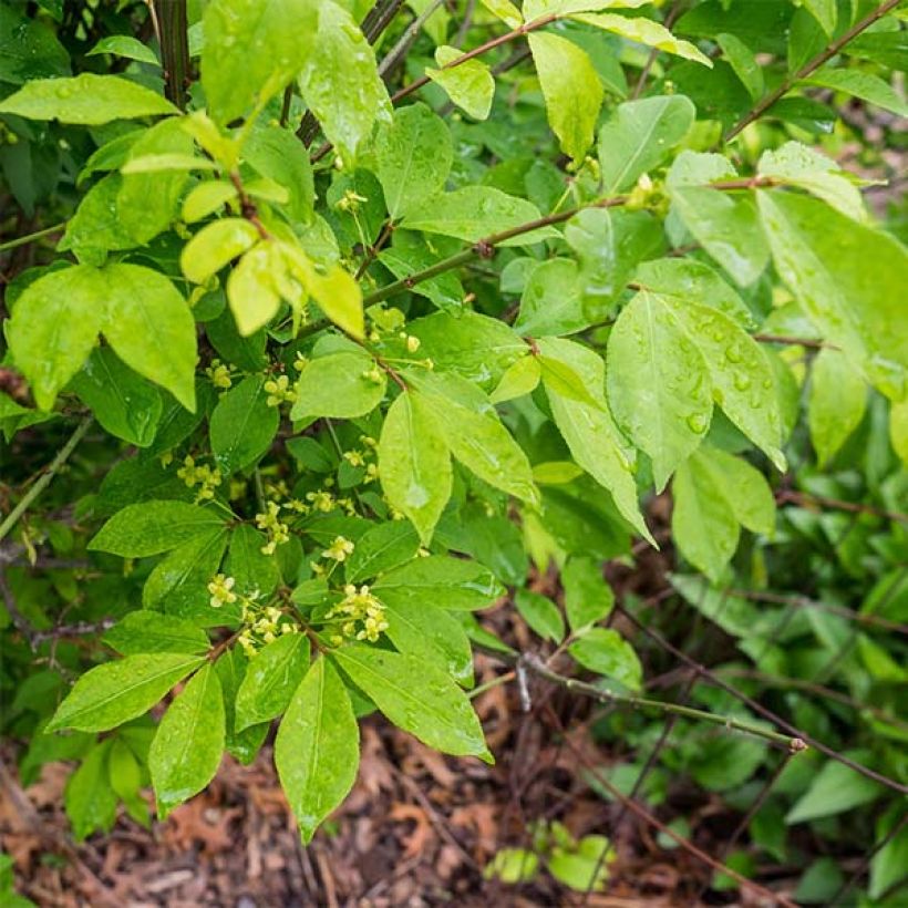Euonymus alatus Compactus - Winged Spindle (Foliage)