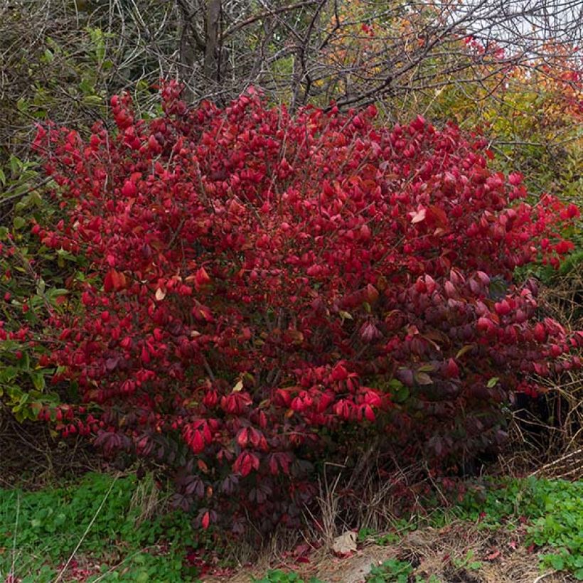 Euonymus alatus Compactus - Winged Spindle (Plant habit)