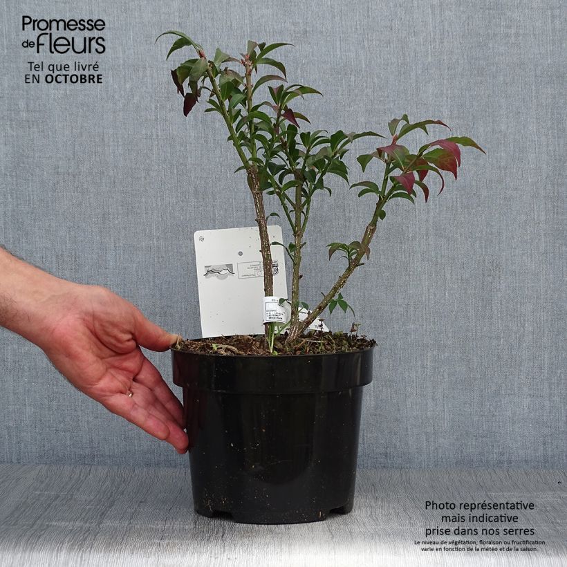 Euonymus alatus Compactus - Winged Spindle 2L/3L pot sample as delivered in autumn