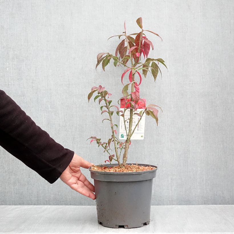 Euonymus alatus Fire Ball 4L/5L pot sample as delivered in autumn