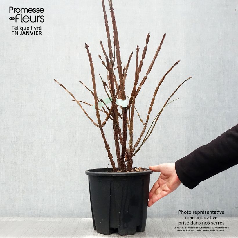 Euonymus alatus - Burning Bush 7.5L/10L pot sample as delivered in winter