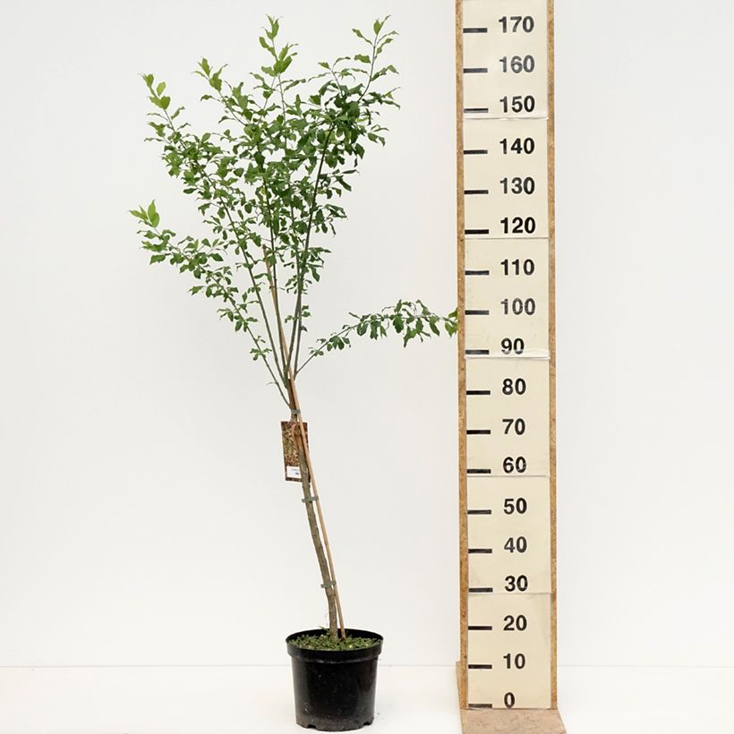 Euonymus europaeus Albus 7.5L/10L pot sample as delivered in spring