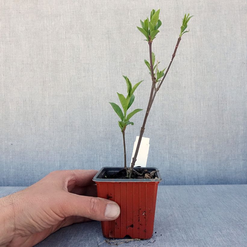Euonymus europaeus Red Cascade - European Spindle 8/9 cm pot sample as delivered in spring