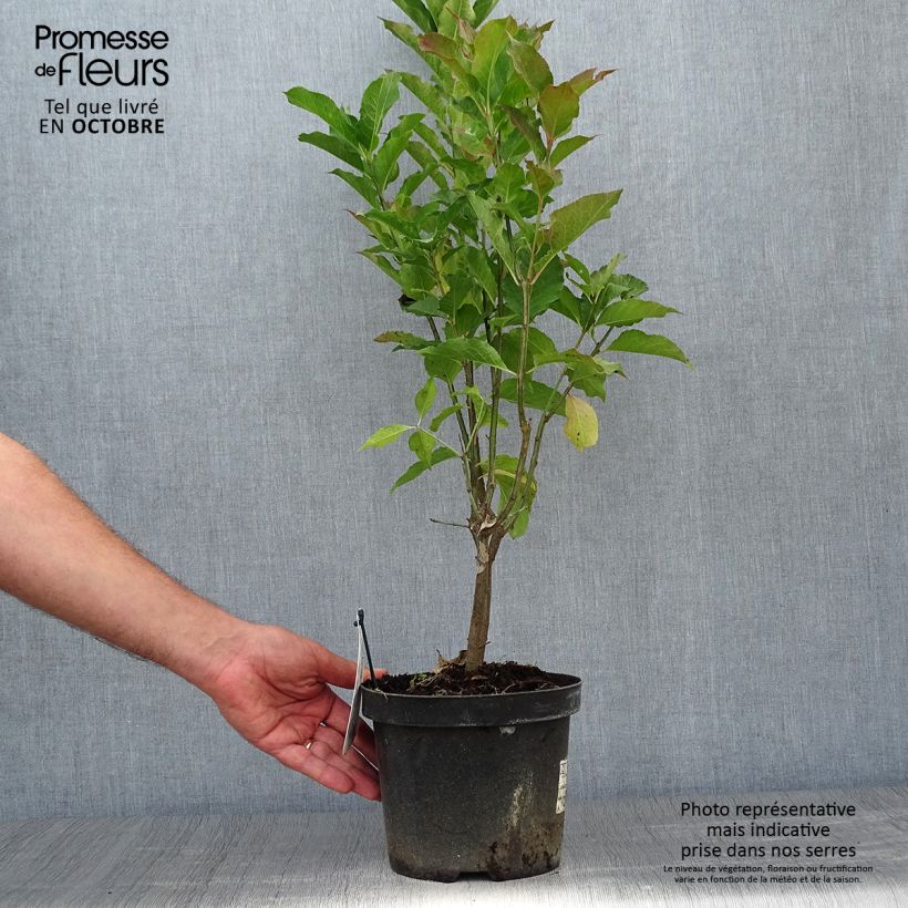 Euonymus europaeus Red Cascade - European Spindle 2L/3L pot sample as delivered in autumn