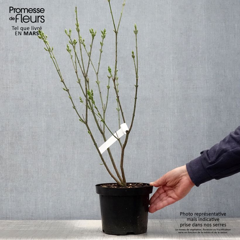 Euonymus europaeus Red Cascade - European Spindle 2L/3L pot sample as delivered in spring