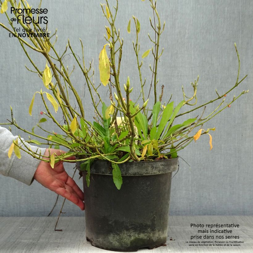 Euonymus fortunei Blondy - Spindle 7.5L/10L pot sample as delivered in autumn